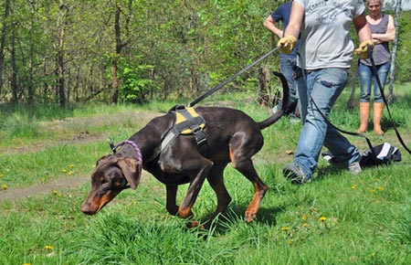 Geetashri von Baden beim Mantrailing