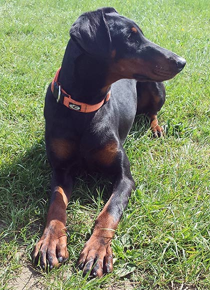Einj�hrige Dobermannh�ndin