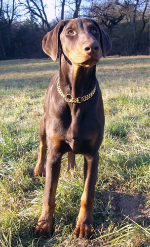 Gandhi von Baden, November 2011